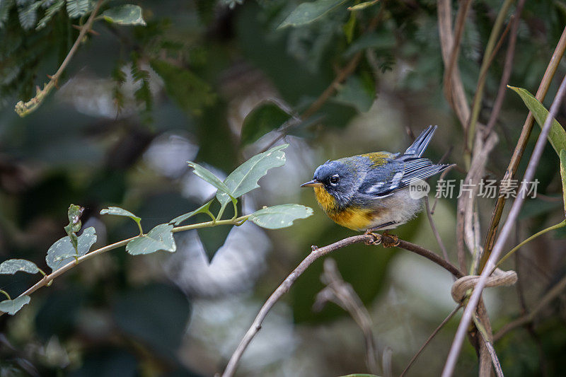 北Parula， (Parula americana)， Bijirita中国，Paruline <s:1> collier。